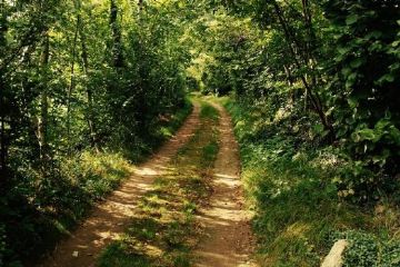 Strada nel bosco (foto di Vittorio Vallero)